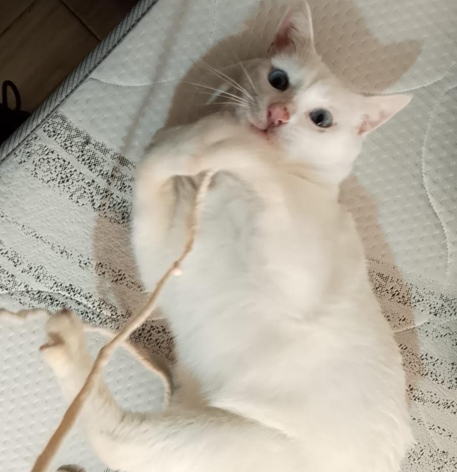Angelo