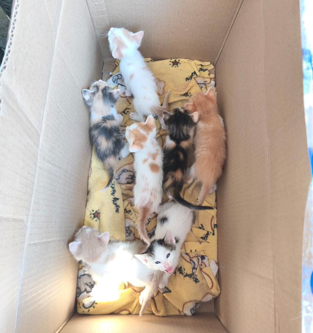 Gatositos