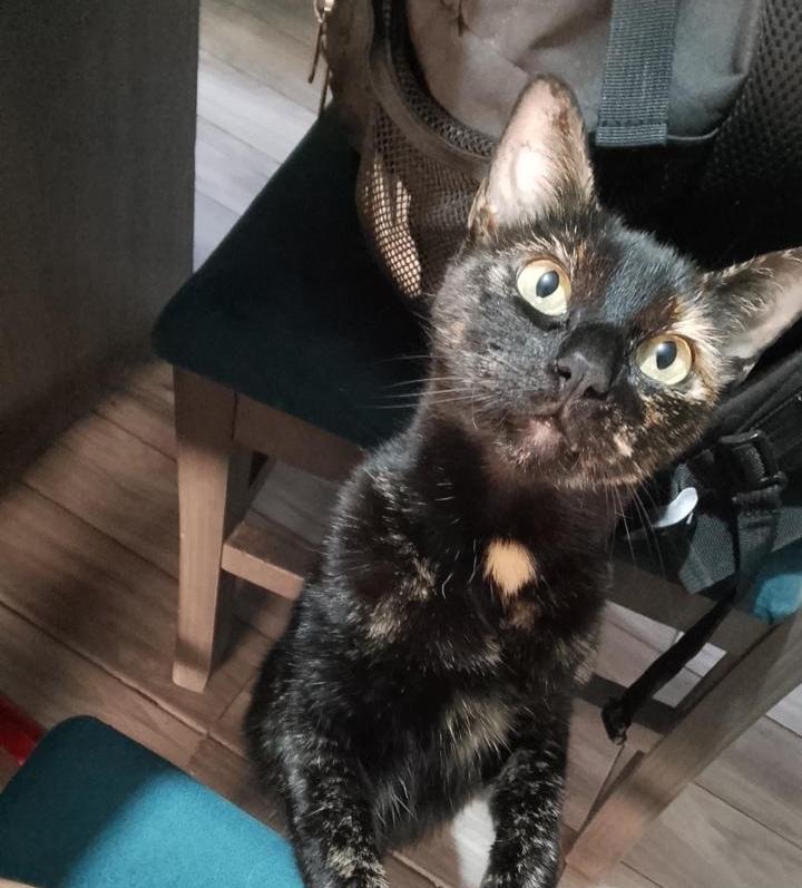 Luci